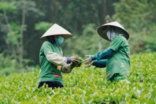 En janvier 2026, le Vietnam a exporté 12 390 tonnes de thé, soit une progression respective de 28 % par rapport à la même période de 2025. Photo : congthuong.vn