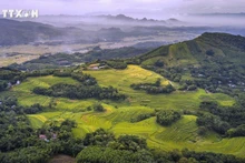 Dans le district de Mien Doi, les collines sont parsemées de champs en terrasses et d'arbres forestiers. Photo : baotintuc.vn