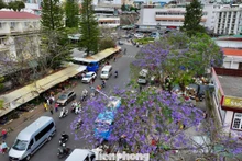 D'après les observations, le long de rues telles que Tran Phu, Pasteur, Quang Trung, autour du lac Xuan Huong et rue Ba Thang Tu (dans les quartiers de Xuan Huong et Lam Vien à Da Lat, province de Lam Dong), des grappes de fleurs de jacaranda d'un violet éclatant commencent à s'ouvrir. Photo : tienphong.vn