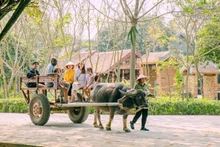 Chaque promenade en charrette à bœufs emmène les touristes le long des chemins de village, à travers les champs et les séchoirs à linge…Photo : NDEL
