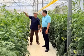 Tran Son Tay (commune de Tan Hoi) dans sa plantation de tomates.