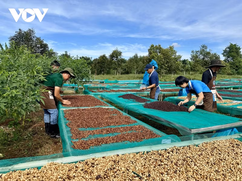 Le café de Buon Ma Thuot a été reconnu par l’Union européenne comme indication géographique du Vietnam. Photo : VOV.