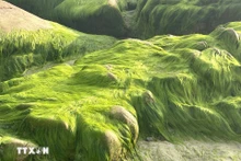 Lam Dong : quand la plage de Co Thach se pare de mousse verte
