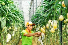 Entretien d’un jardin de melons sous serre à Lam Dong. Photo : NDEL.