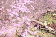 Les cerisiers sauvages de Moc Chau en pleine floraison
