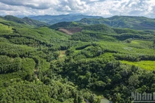 Les forêts du hameau 3, commune de Tien An, district de Tien Phuoc, province de Quang Nam (ancienne), aujourd’hui commune de Thanh Binh (Da Nang). Photo : Nhân Dân.