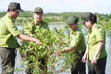 La forêt de mangroves d’O Loan tourne de nouveau ses pousses vers la mer