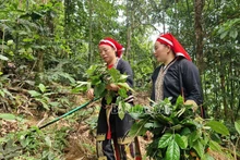 Des femmes Dao rouge à la tête d’une initiative de plantes médicinales fondée sur les savoirs autochtones