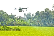 Un drone est utilisé pour pulvériser des pesticides afin de protéger la rizière d'hiver-printemps dans la ville de Cân Tho, dans le delta du Mékong. Photo : VNA.