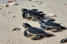 Les bébés tortues nouvellement écloses se dirigent vers la mer, entamant ainsi leur parcours de vie. Photo : Hai Lam.