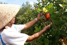 Dans un verger à Dong Nai, un agriculteur examine des pommes cajou. Photo : magazine des sciences et technologies du Vietnam.