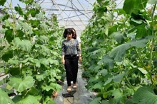 Modèle de culture de melon cantaloup en haute technologie présenté au Parc agricole high-tech de Ho Chi Minh-Ville. Photo : Cao Tan.