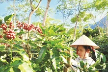 Récolte de café à Muong Ang – matière première de la marque « Café Chi Em » à Dien Bien. Photo : Baodantoc.