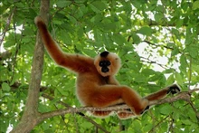 Les gibbons à joues jaunes de la nature sauvage viennent souvent interagir avec les gibbons en réhabilitation au Centre de sauvetage et de conservation du parc national de Cát Tiên. Photo : VNA.