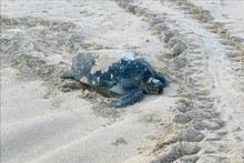 Une tortue verte (Chelonia mydas) est récemment revenue pondre sur la plage de Cau Cang de l’île de Hon Cau. Photo : VNA.