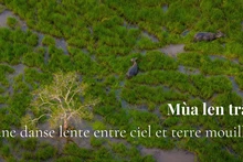 Quand les buffles dessinent leur chemin sur les plaines inondées de Tay Ninh