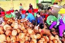 La transformation des produits à base de coco dans la province de Vinh Long a créé de nombreux emplois pour la main-d'œuvre rurale. Photo : NDEL.