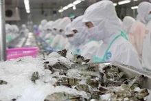 Les exportations vietnamiennes de crevettes vers les États-Unis ont maintenu leur croissance au premier semestre 2025. Photo : kinhtedothi.