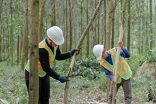 Élagage d’arbres forestiers destinés à la production de bois de grande taille. Photo : GIZ/Vu Thanh.