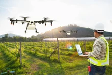 Utilisation de drones pour pulvériser des produits phytosanitaires. Photo : VGP.
