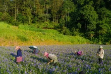 Vers une filière vietnamienne de plantes médicinales propres et durables