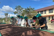 Des touristes découvrent le café à Lâm Dông. Photo: VNA.