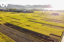 Dien Bien : la beauté des rizières de Muong Thanh à la saison du riz mûr