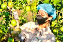 Gia Lai séduit les investisseurs singapouriens dans l’agriculture