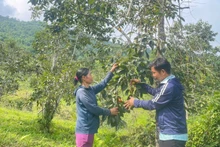 Le kaki sans pépins, moteur de développement rural à Thai Nguyen
