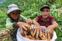 Récolte de manioc dans les zones sinistrées de Da Nang