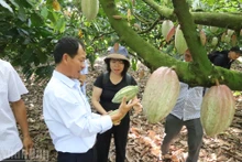 Culture régénérative du cacao : vers une croissance verte et une production à faibles émissions