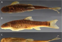 Le poisson-ventouse Supradiscus varidiscus est l'une des deux nouvelles espèces recensées au Vietnam par le Muséum américain d'histoire naturelle, qui en a identifié plus de 70. Photo : bioone.org.