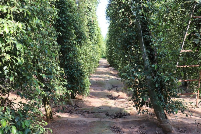 Sur l’ensemble de l’année 2025, les exportations vietnamiennes de poivre ont atteint 247.482 tonnes, dont 212.279 tonnes de poivre noir et 35.203 tonnes de poivre blanc, générant plus de 1,66 milliard de dollars. Photo : VNA