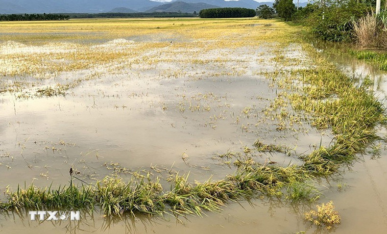 De vastes superficies rizicoles dans la commune de Nam Thanh sont restées profondément inondées après les pluies. Photo : VNA. 3-11zon.jpg