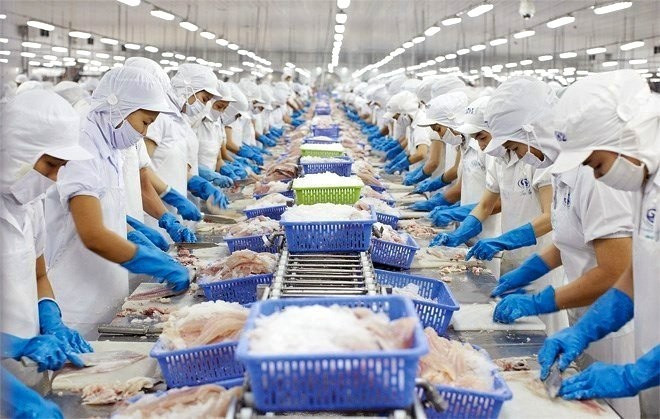 Transformation de pangasius pour l’exportation. Photo : VNA. Transformation de pangasius pour l’exportation. Photo : VNA.