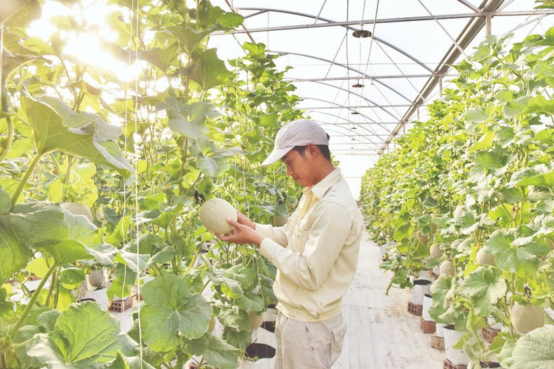 Un agent de gestion des forêts de protection de Dong Xuan (Phu Yen) sélectionne des semences forestières pour la reforestation. Source : GIZ. nh1.jpg
