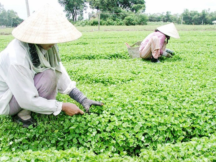 La commune de Quang Tho, dans le district de Quang Dien, cultive aujourd’hui environ 70 hectares de pennywort, dont 50 hectares sont certifiés VietGAP et 1,5 hectare en agriculture biologique. Photo: Vneconomy 0986-5103.jpg