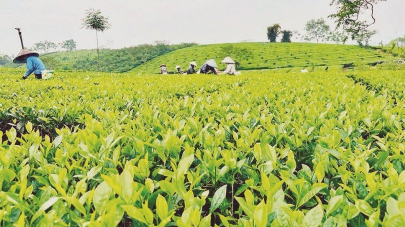 L’agriculture réduira d’au moins 15 % ses émissions de gaz à effet de serre d’ici 2035. Photo d'illustration/NDEL 2.jpg