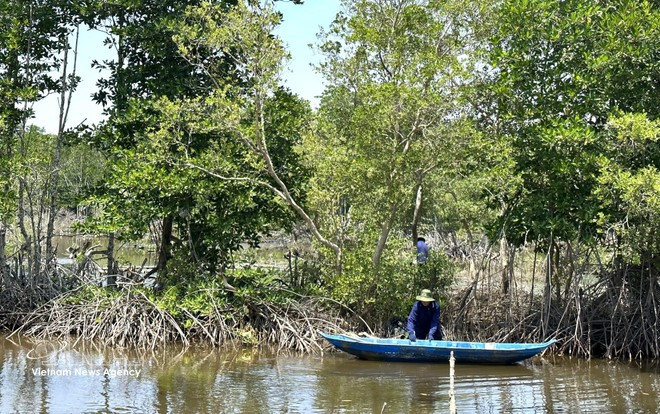Des habitants de Ca Mau pratiquent un modèle d'élevage de crevettes dans les forêts de mangrove. Photo: VNA