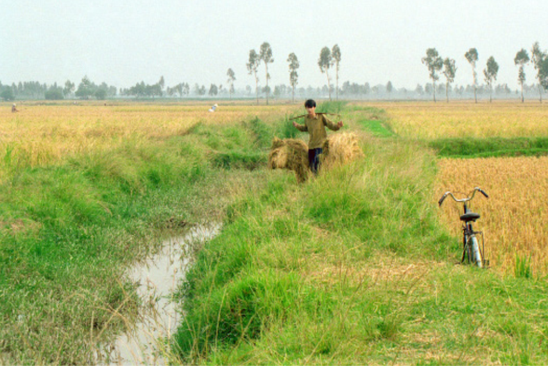 Dans les années 1990, la vie dans les banlieues de Hanoï, telles que Đông Anh, Gia Lâm, Thanh Trì ou Sóc Sơn, restait en rythme agricole. ha-noi-mua-gat.png