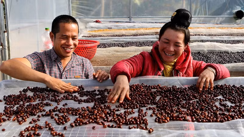 Les membres de la coopérative Aratay Coffee dans la commune de Chiêng Chung, district de Mai Son, province de Son La, trient les grains de café. Photo: nhandan.vn
