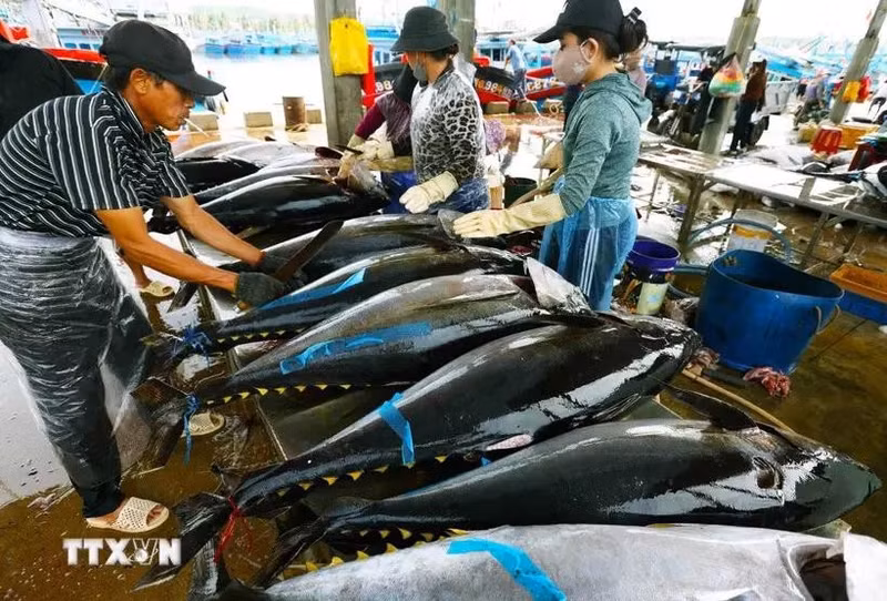 Les exportations de thon devraient atteindre un milliard de dollars cette année. Photo: VNA.