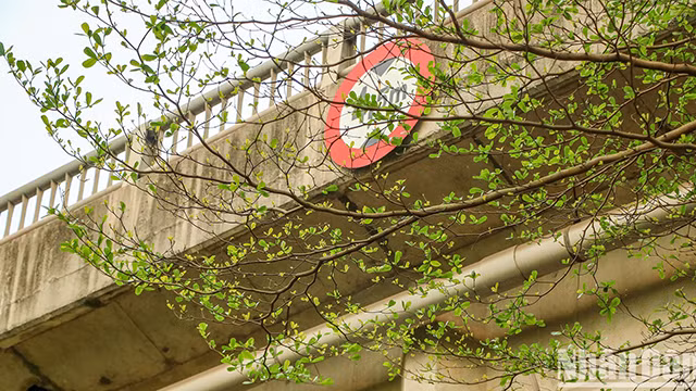 Les petites feuilles créent un espace vert pour les rues de la capitale. Photo : NDEL.