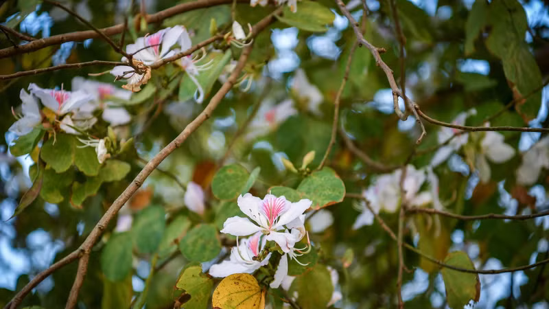 En passant par les montagnes et les forêts et en suivant les routes menant à la ville de Diên Biên Phu ou les petits sentiers vers les villages, les visiteurs peuvent admirer des rangées de fleurs de bauhinie, sous le soleil éclatant. Photo: Nhandan.vn En passant par les montagnes et les forêts et en suivant les routes menant à la ville de Diên Biên Phu ou les petits sentiers vers les villages, les visiteurs peuvent admirer des rangées de fleurs de bauhinie, sous le soleil éclatant. Photo: Nhandan.vn