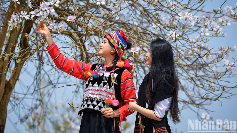 La beauté des filles du nord-ouest à côté des fleurs de bauhinie de Diên Biên. Photo: Nhandan.vn La beauté des filles du nord-ouest à côté des fleurs de bauhinie de Diên Biên. Photo: Nhandan.vn