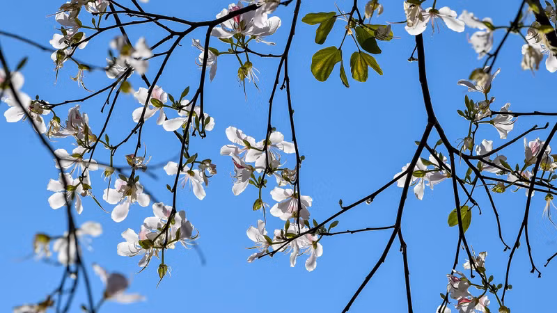 Les fleurs blanches symbolisent les montagnes et les forêts du Nord-ouest. Photo: NDEL Les fleurs blanches symbolisent les montagnes et les forêts du Nord-ouest. Photo: NDEL
