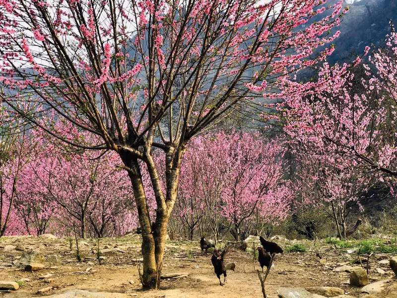 Bat Xat est doté d’un paysage majestueux et sauvage. Photo: Laocaitourism.vn