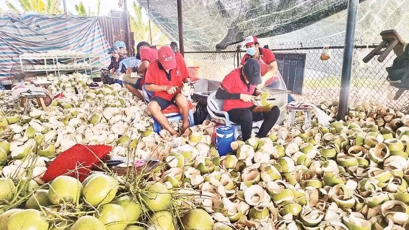 Le prix de la noix de coco fraîche a augmenté d’environ 110 à 120 %, tandis que celui de la noix de coco brute a grimpé de 150 % par rapport à la même période de l’année dernière. Photo: nhandan.vn