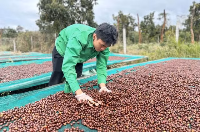 La reconnaissance des connaissances en culture et transformation du café de Dak Lak comme patrimoine culturel immatériel national ouvre des opportunités pour développer le tourisme écologique, culturel et agricole de la localité. Photo : VOV.