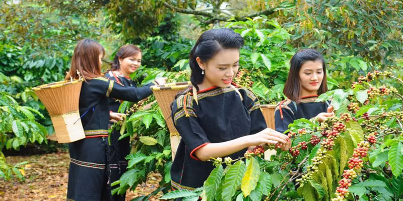 Récolte et transformation du café à Dak Lak. Photo : VNA.